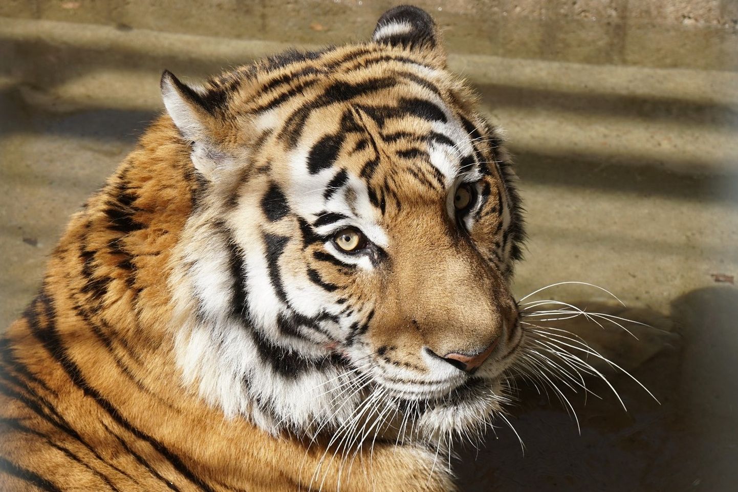 Амурский тигр Боцман.