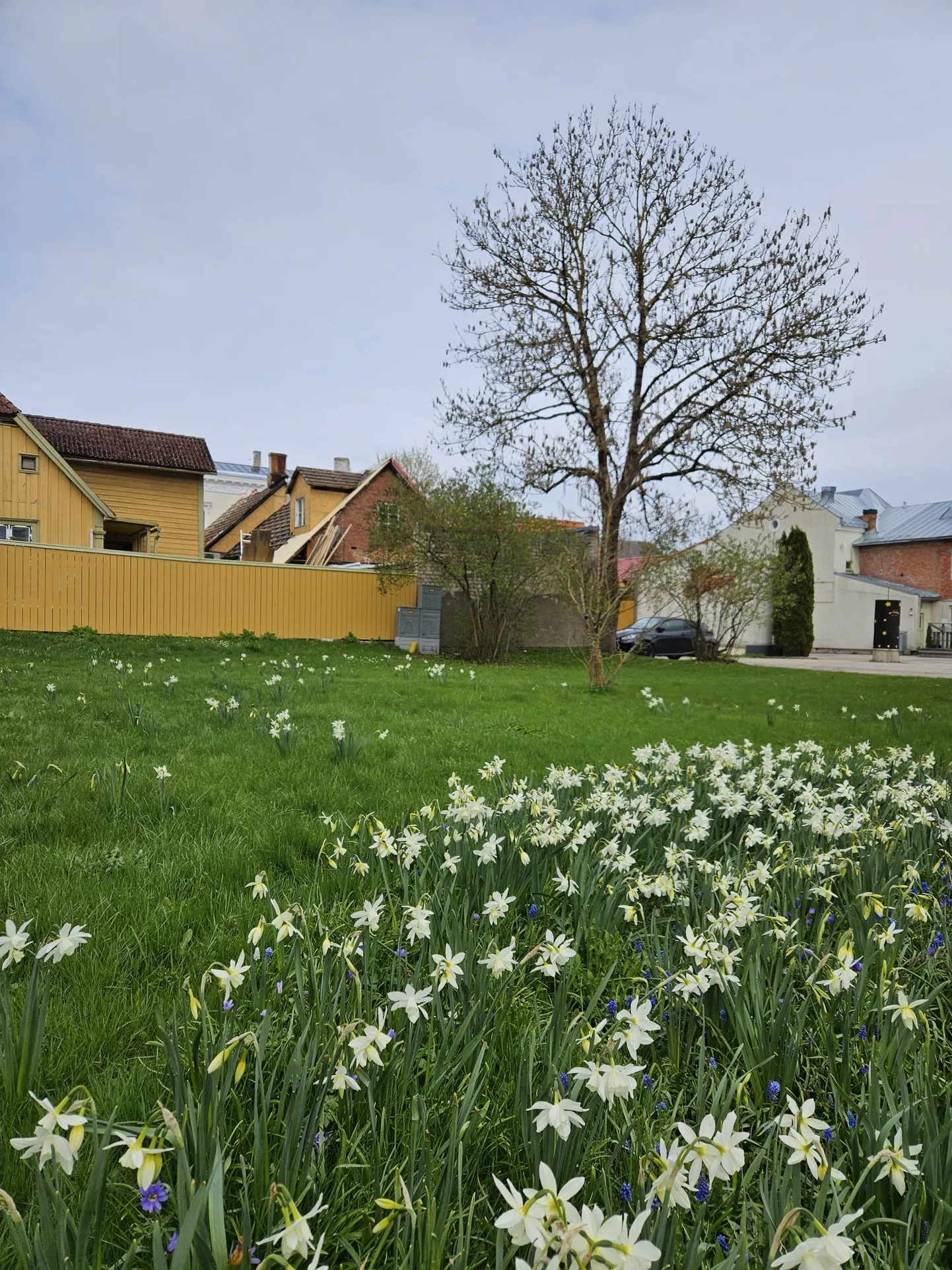 Nartsissid on istutatud peenrasse, kuid osa õisi avanesid hoopis eemal muru sees.