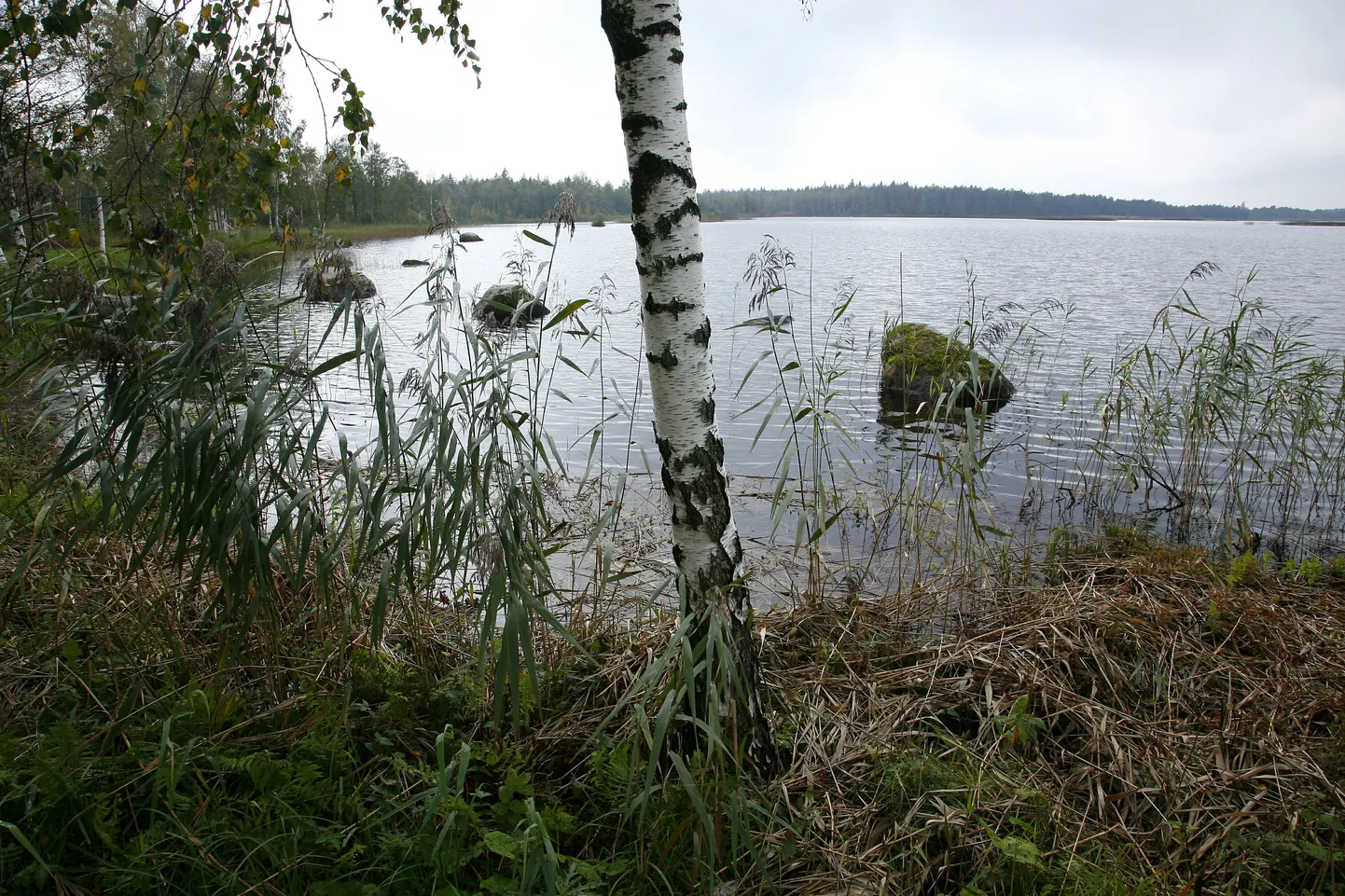 Kaisma järv