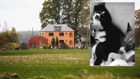 "Modra olu" saimnieka suņu nošaušana: vietējie atklāj, kas īsti notika liktenīgajā dienā