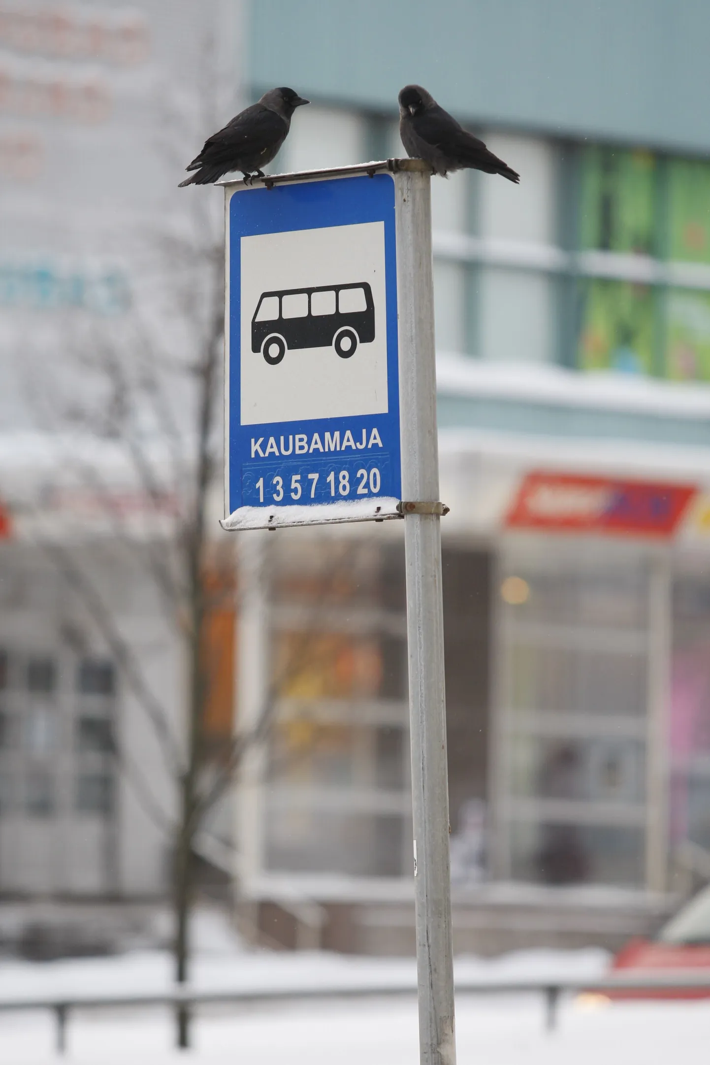Bussipeatus.