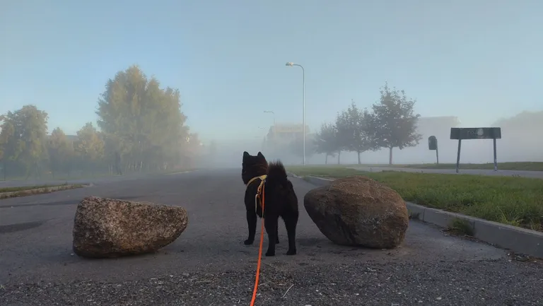 Mustika hommikud on ilusad ja vahel udused. Sageli käivad nad Margega siis jõe ääres päikesetõusu vaatamas.