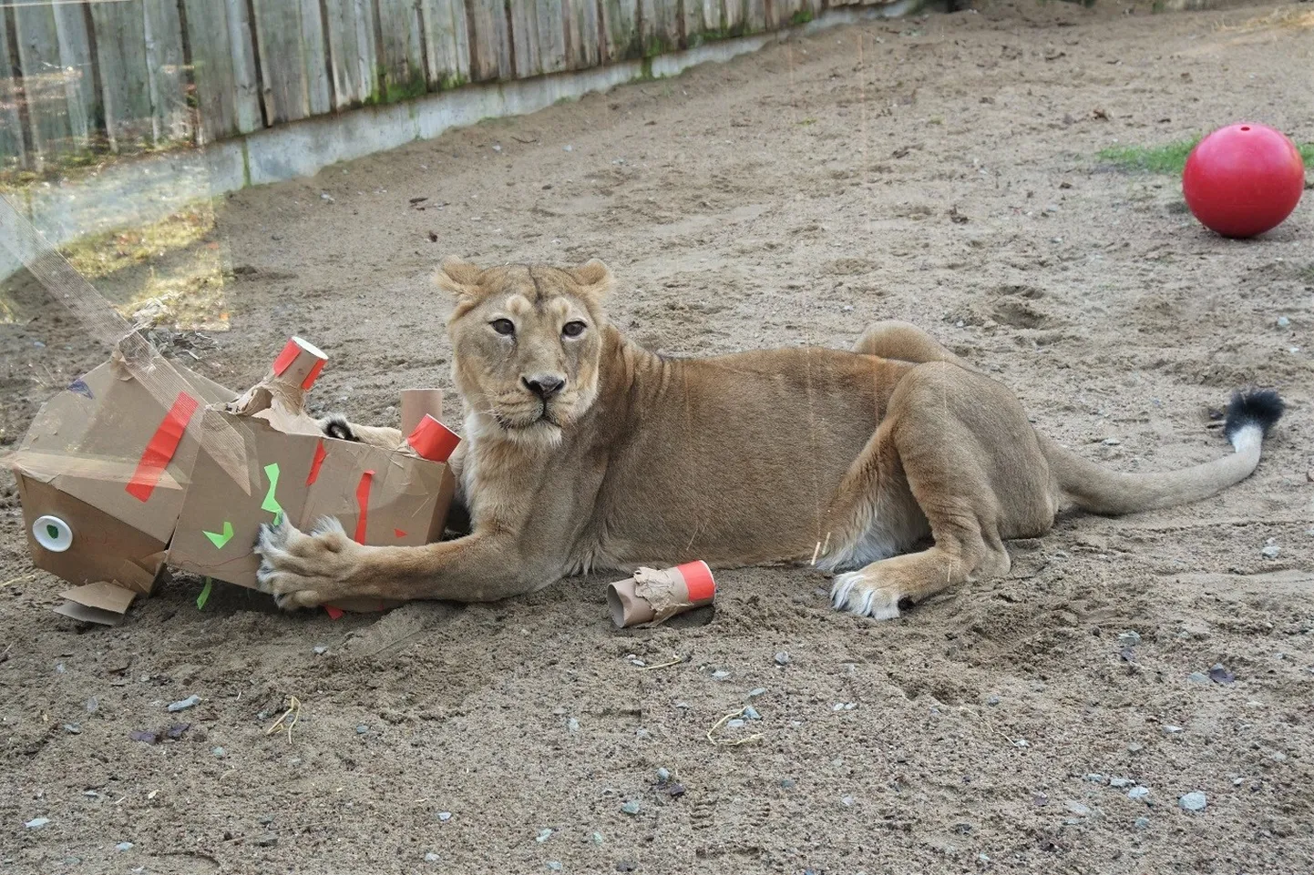 Tori papist kitse murdmas