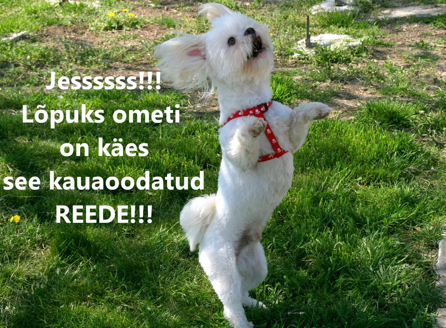 Artikli foto