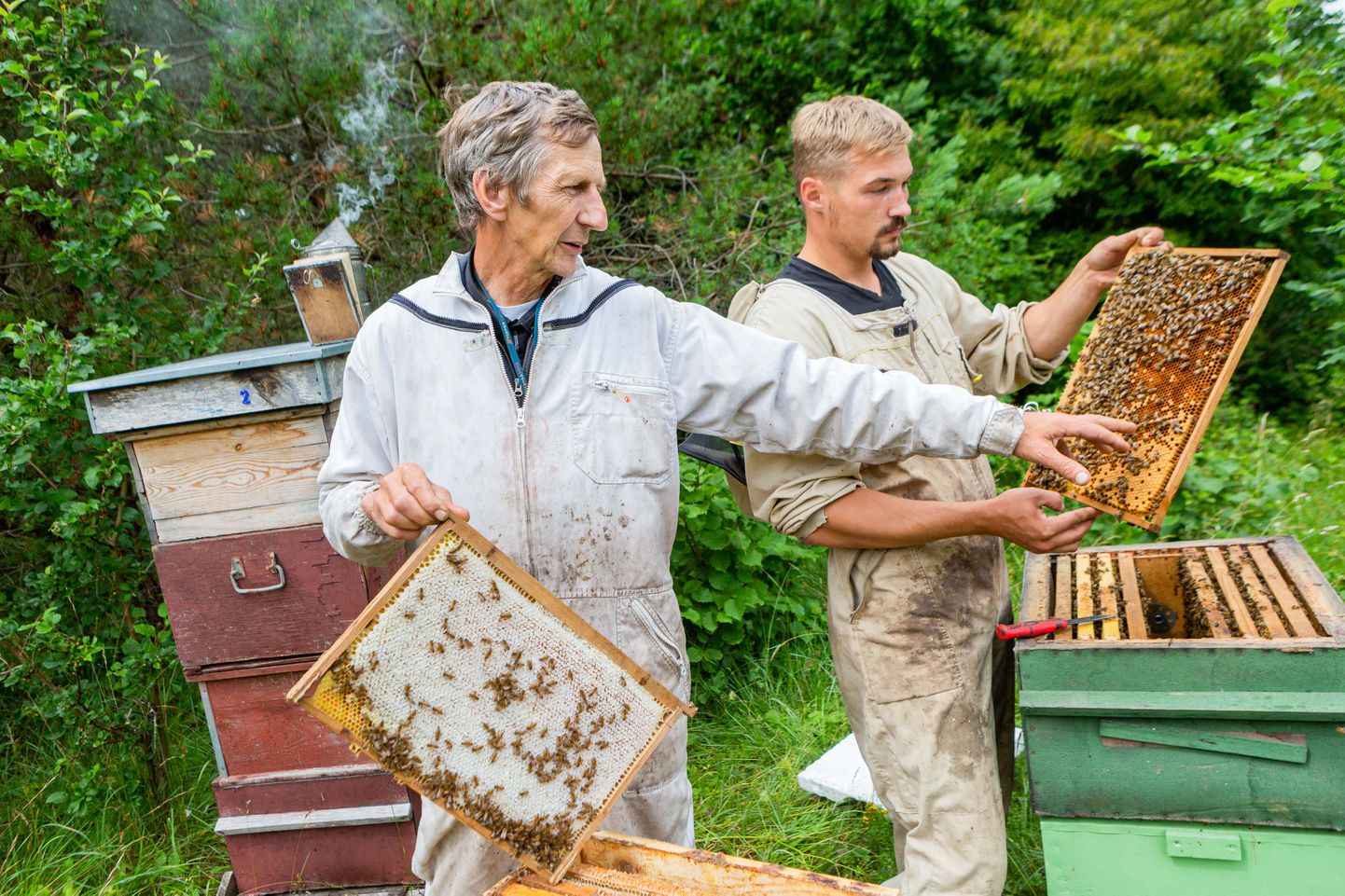MESILINNUD TEGUTSEVAD: Mesinikud Leevi Väli (vasakul) ja Joel Pukk on rahul. Juulikuu algas küll sajuga, aga mesinikud loodavad taas päikselisi päevi.