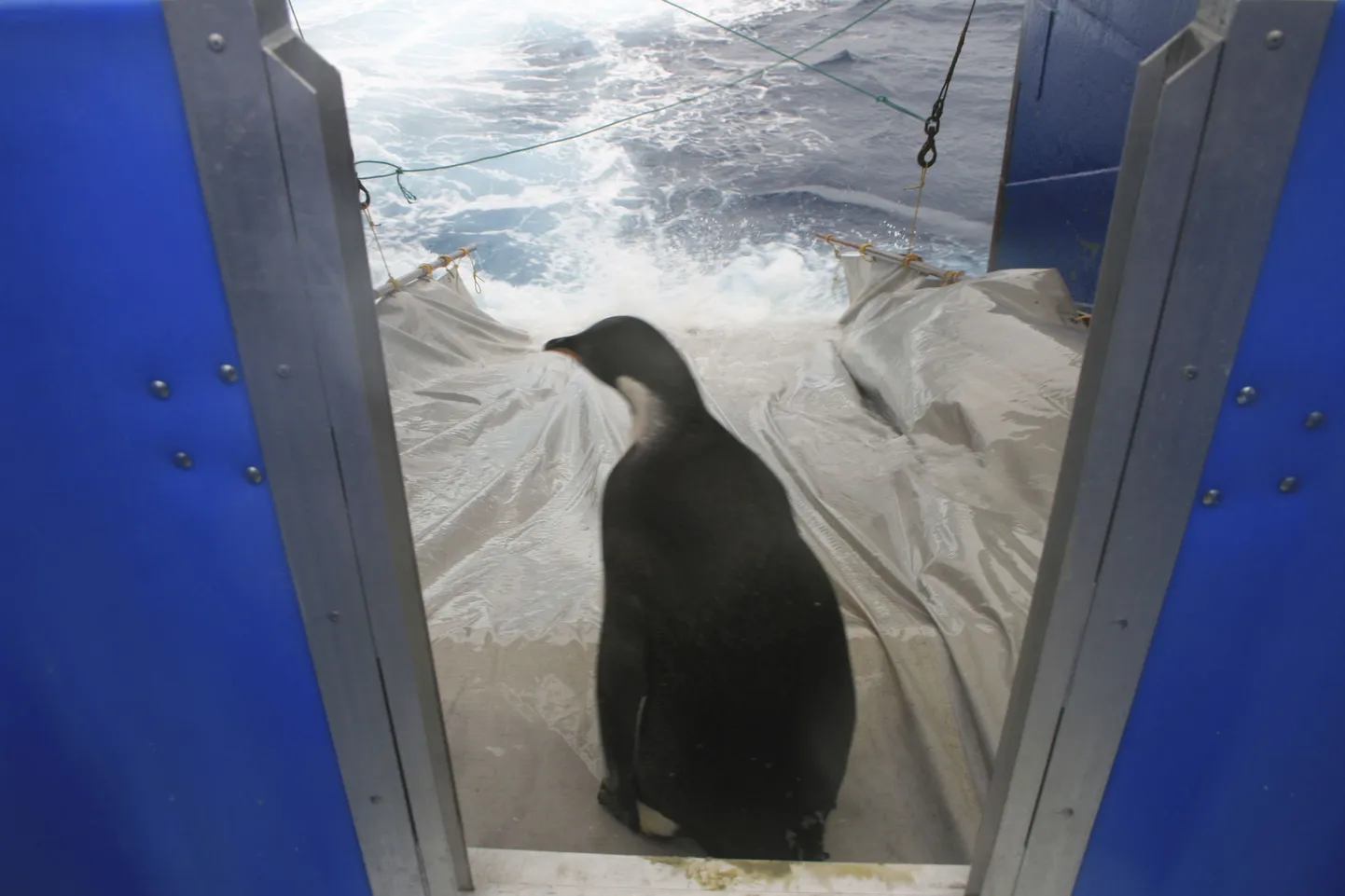 Happy Feet keiserpingviin