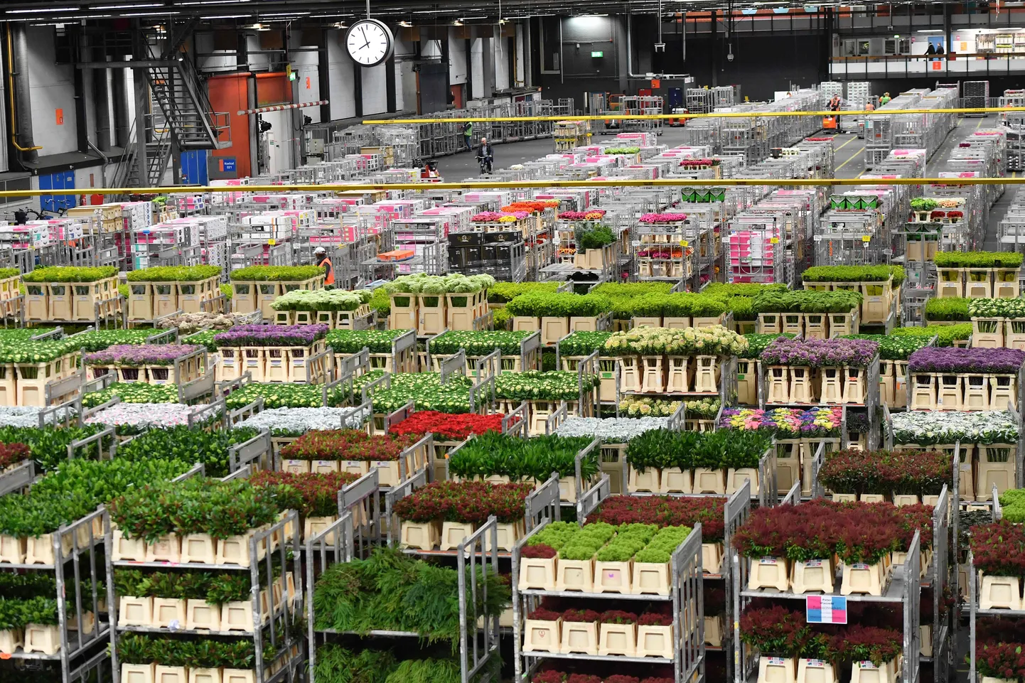 Royal FloraHolland Aalsmeer, mis on ühtlasi maailma suurim taimede ja lillede kaubandus- ja turustuskeskus.