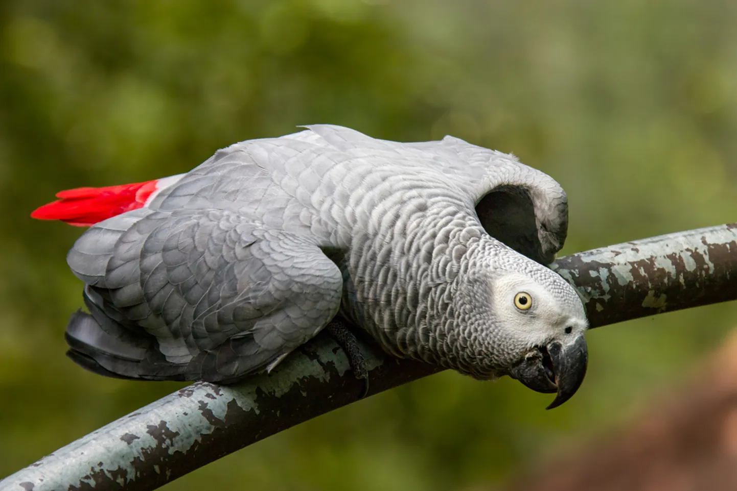 Африканский серый попугай. Иллюстративное фото.