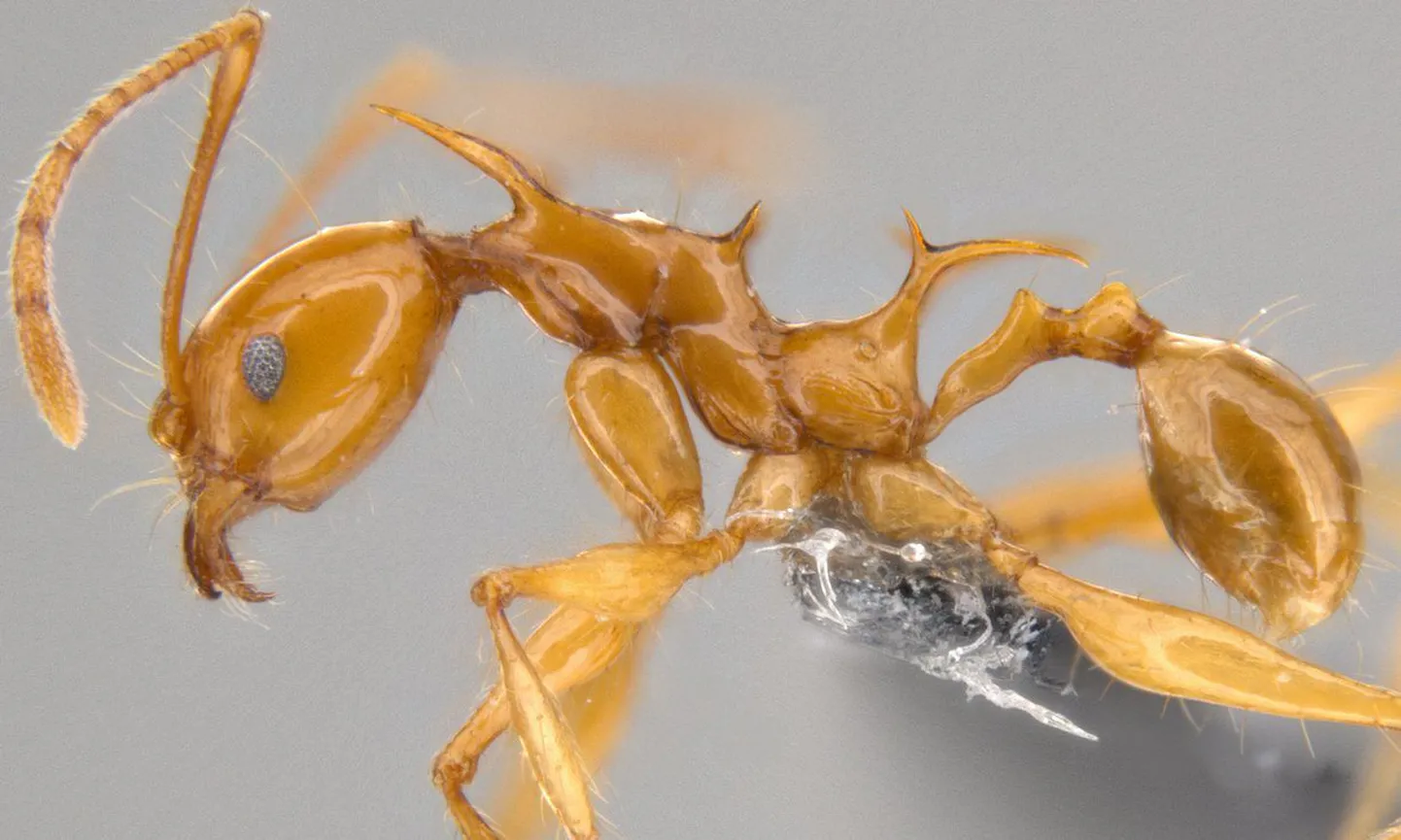 Pheidole viserion on üks kahest sipelgaliigist, kes sai oma nime Daenerys Targaryeni draakonite järgi.