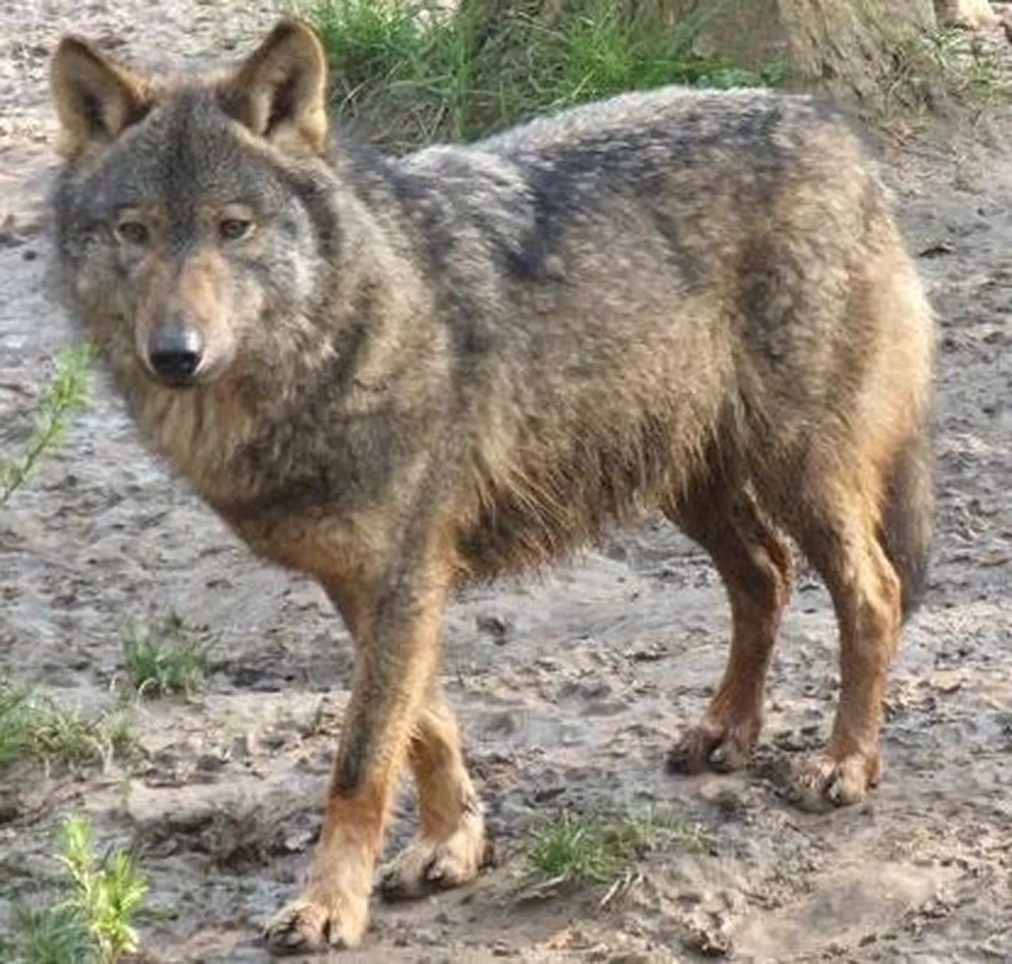 Hiinlane kasutab lammaste karjatamiseks hundi pilti