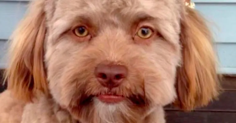 Shih-poo Yogi