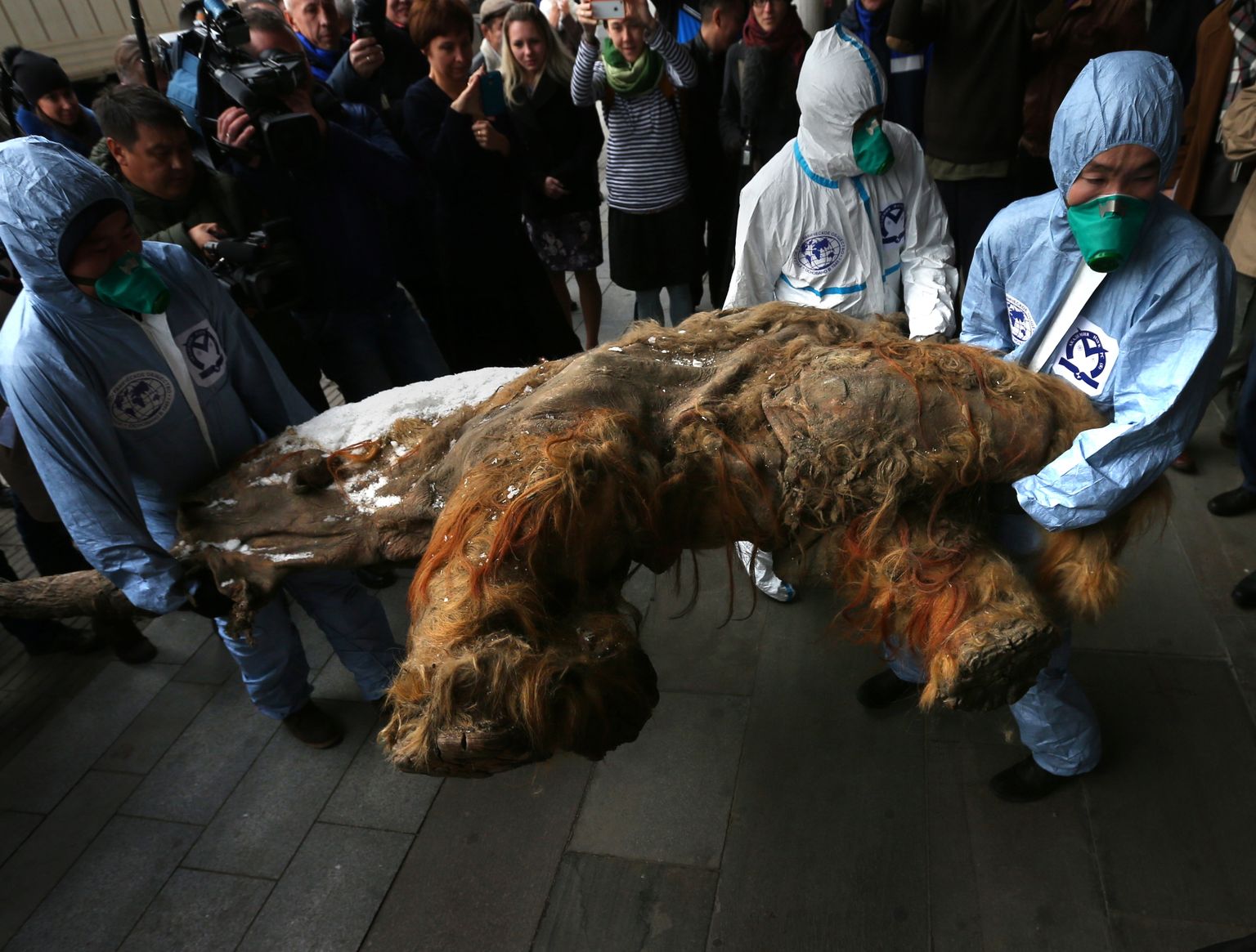 В 2010 году в Якутии был обнаружен мамонтенок Юка. Фото иллюстративное
