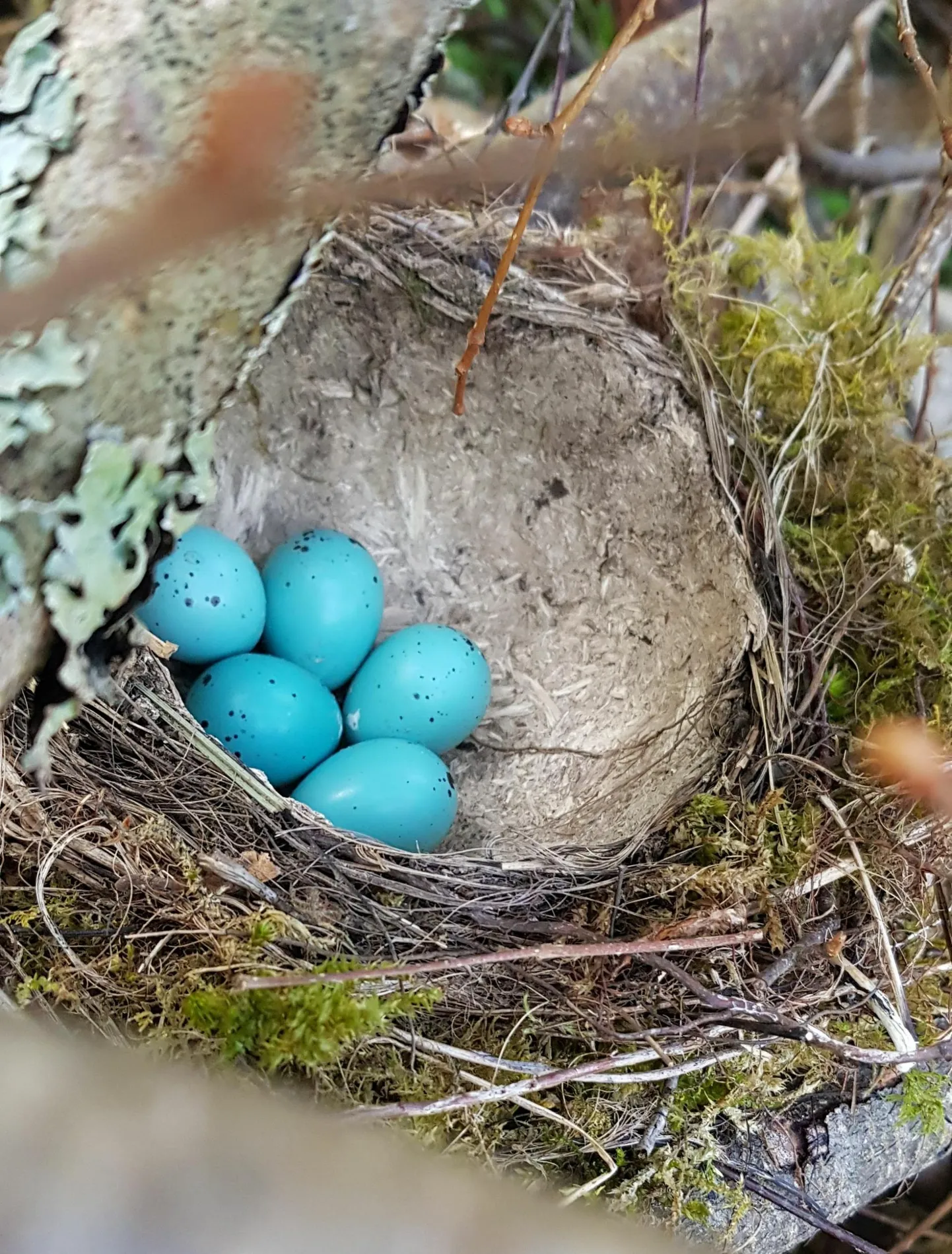 Lindudel on praegu pesitsuse tippaeg, metsas ei ole ainsatki hektarit, kus keegi ei hauks, ehitaks pesa või kantseldaks poegi. Pildil laulurästa pesa.