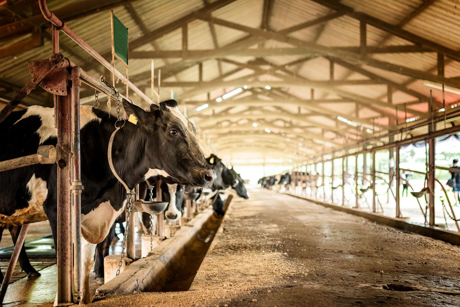 Piimatootjate tulevik on hetkel tumedamates toonides. 