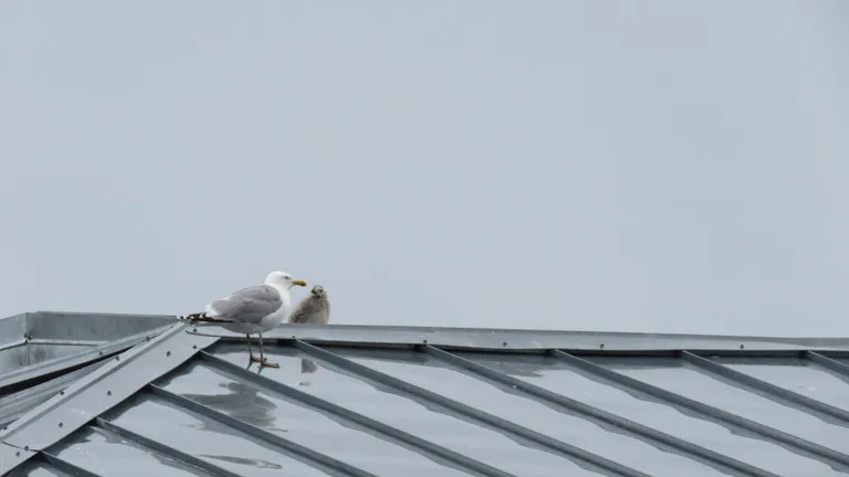Pärnu kesklinnas katusel võis näha kajakapoega.