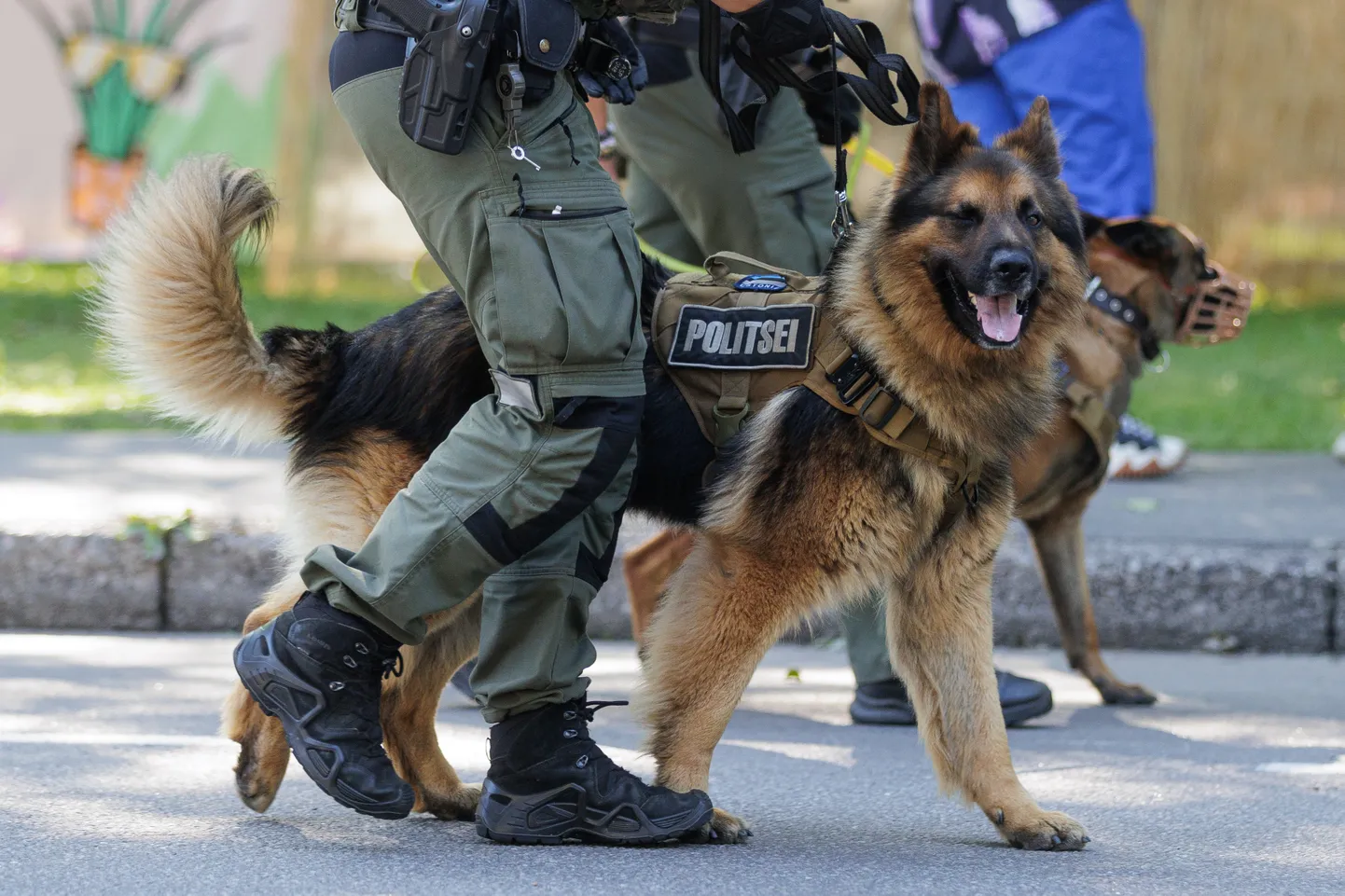 Tartu raekoja platsil tutvustavad teenistuskoerte tööd politseikoerad ja koerajuhid. Pilt on illustratiivne.