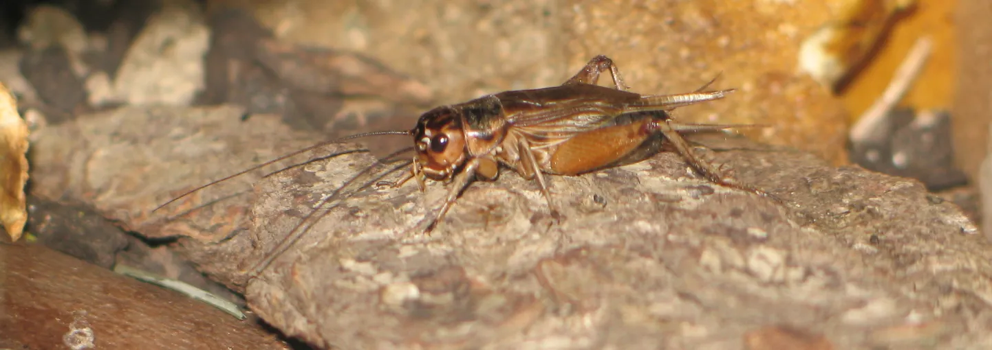 Toakilk