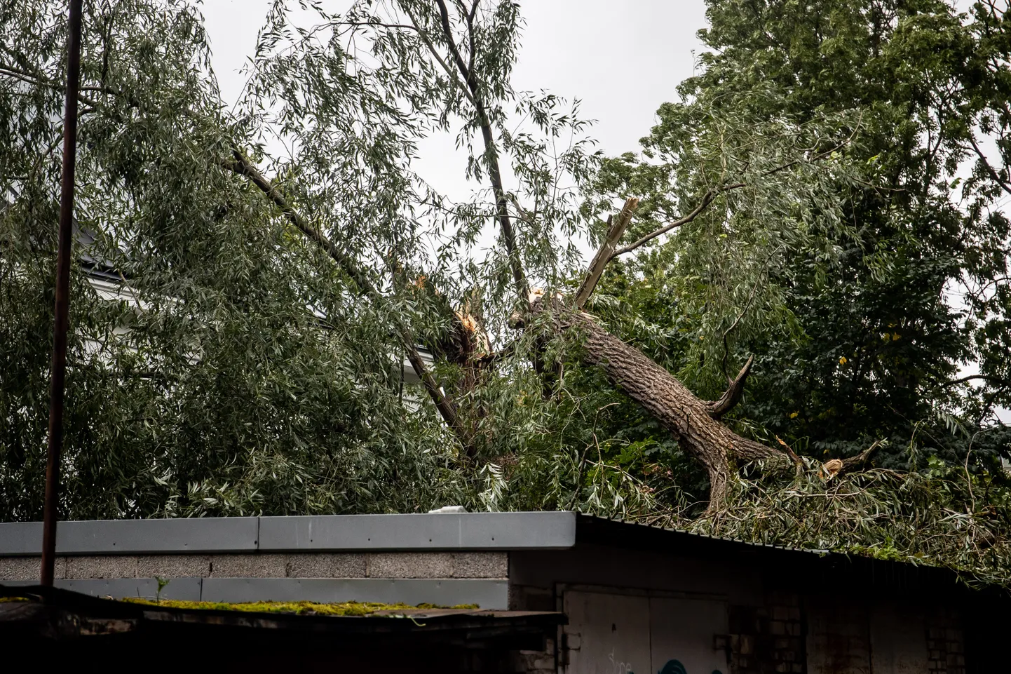 Murdunud puu Faehlmanni tänaval. Torm Tallinnas. FOTO:SANDER ILVEST/POSTIMEES