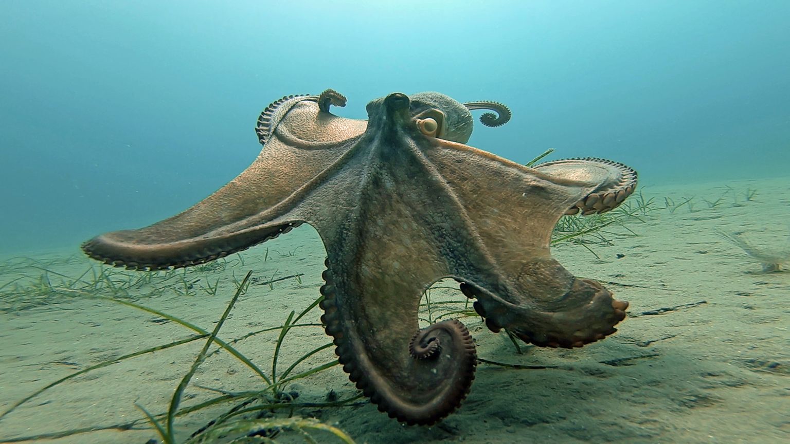 Kaheksajalg
