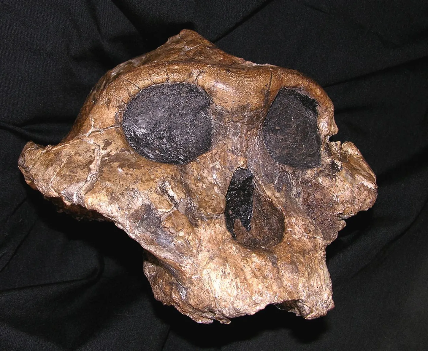 Paranthropus boisei pealuu