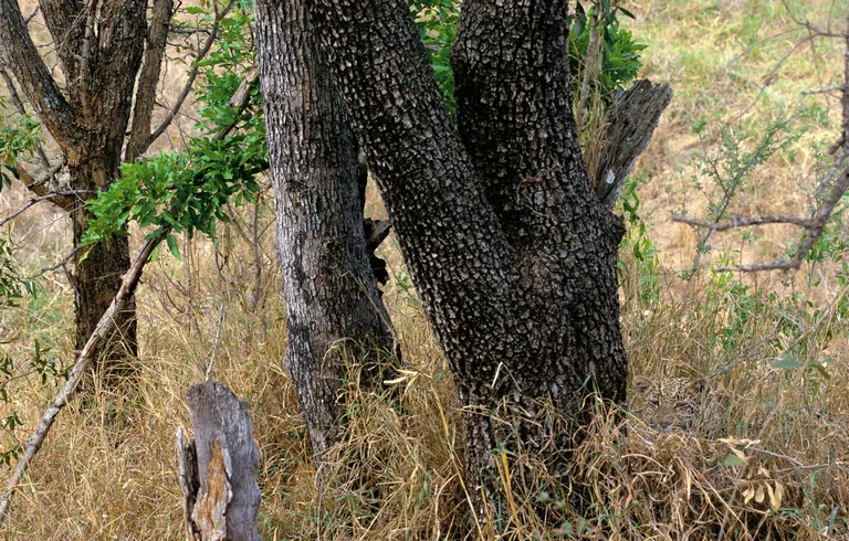 Leopard