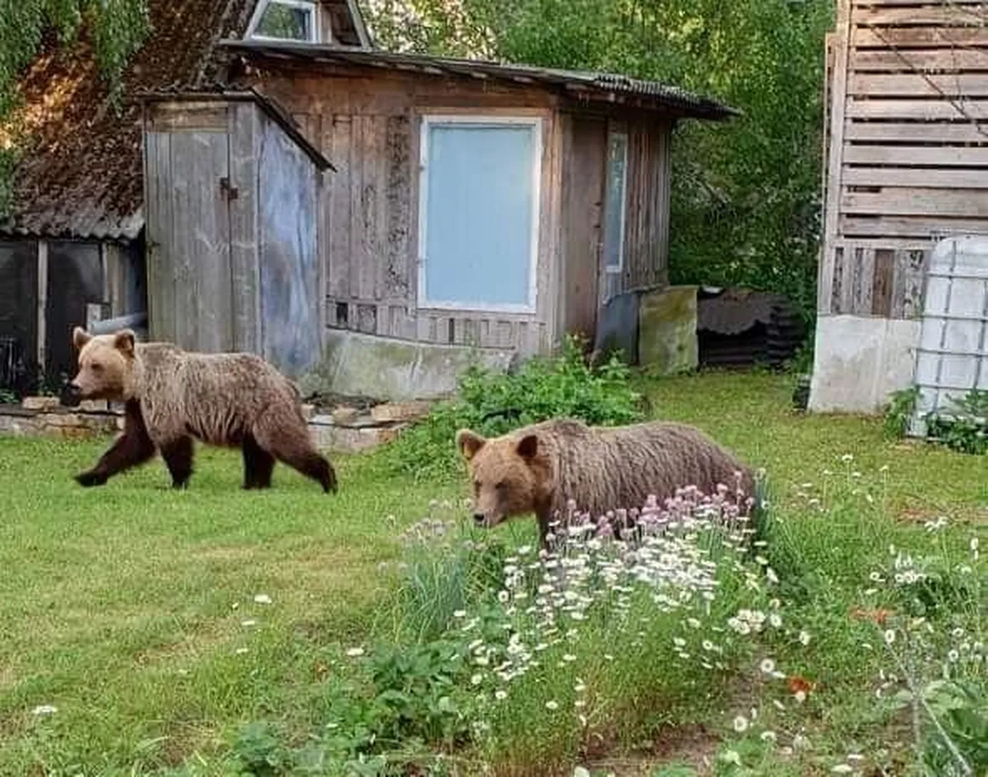 Valgas ringi luusinud karud Polja ja Proša
