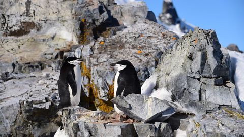 ÜLLATAV AVASTUS ⟩ Pingviinid tukastavad üle 10 000 korra päevas