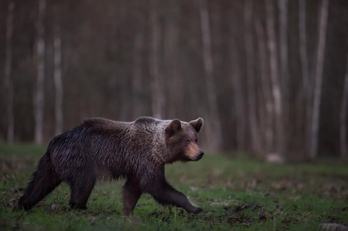 Hobifotograaf Tarmo Samblal oli võimalus pildistada ühes Lääne-Virumaa metsas karu umbes kuue meetri kauguselt.