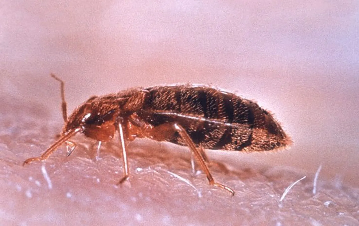Voodilutikas (Cimex lectularius)