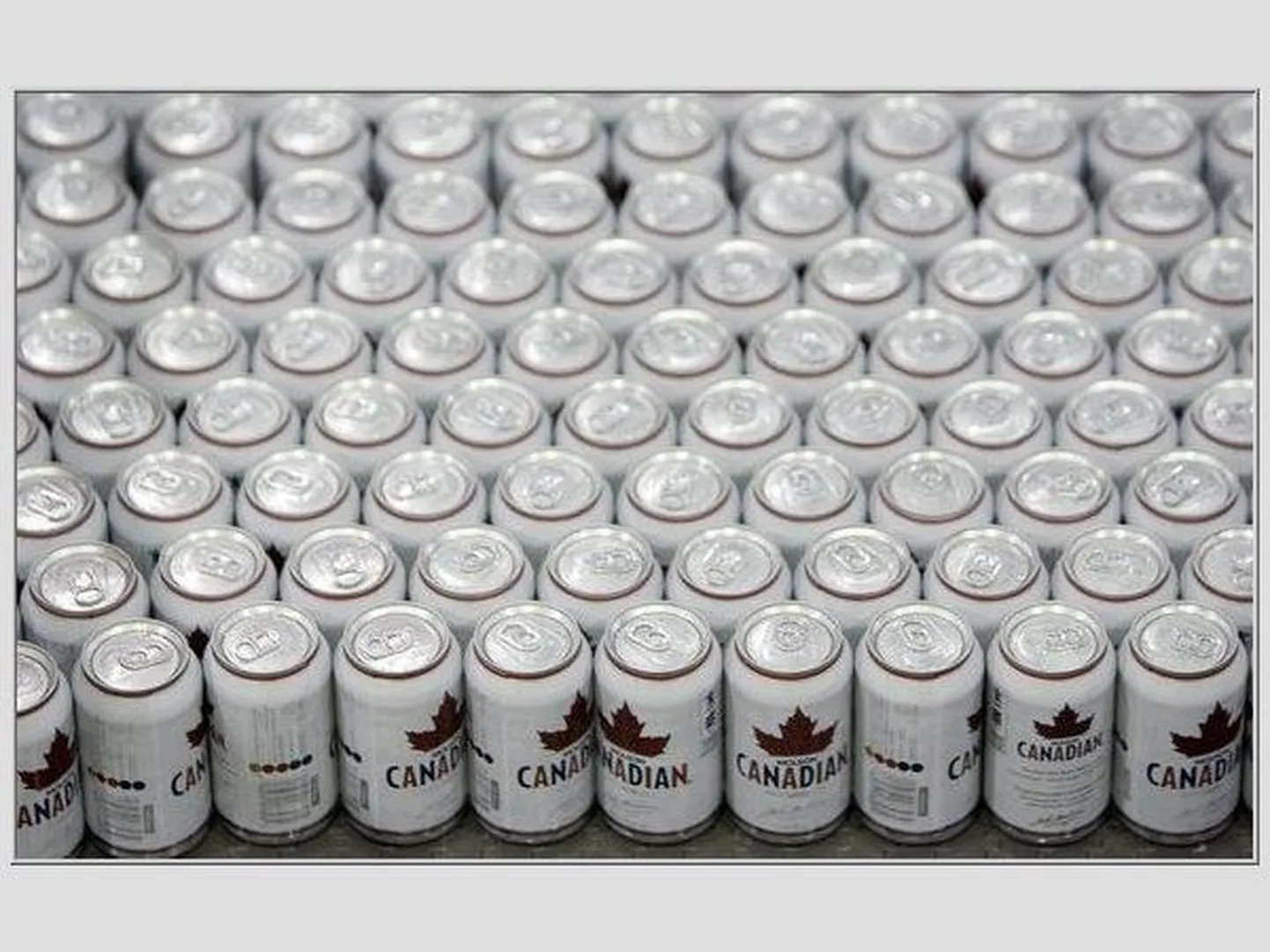 Канадское баночное пиво. Снимок иллюстративный.