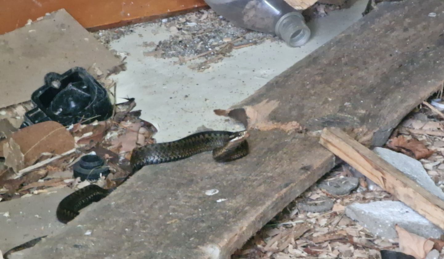 Рептилия может укусить, если на нее случайно наступить или напугать ее, ткнув палкой. На фото змея в заброшеном дачном доме предупреждает шипением корреспондента Rus.Postimees.