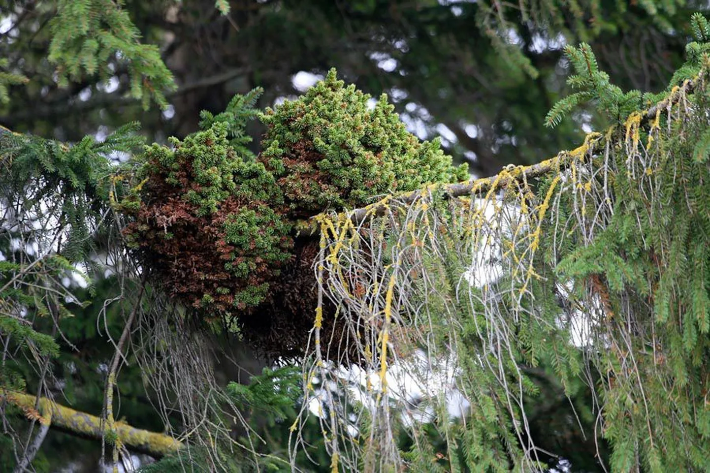 Kuuse külge tekkinud tuuleluud on metsapatoloogi sõnul tavaline nähtus.