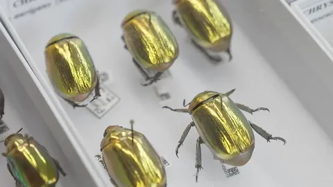 Tehisaru abli luuakse Ühendkuningriigis digitaalne muuseum