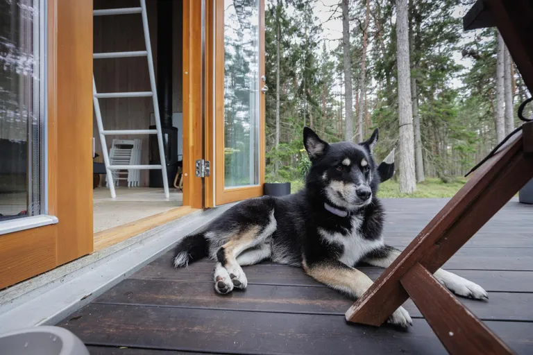 Varjupaigast toodud koer Kusti on sõbralik majavalvur.