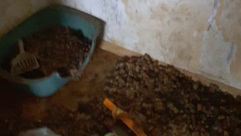 FOTO ⟩ Dienesti Imantā antisanitāros apstākļos atrod 27 novārgušus kaķus un dzīvnieku mirstīgās atliekas