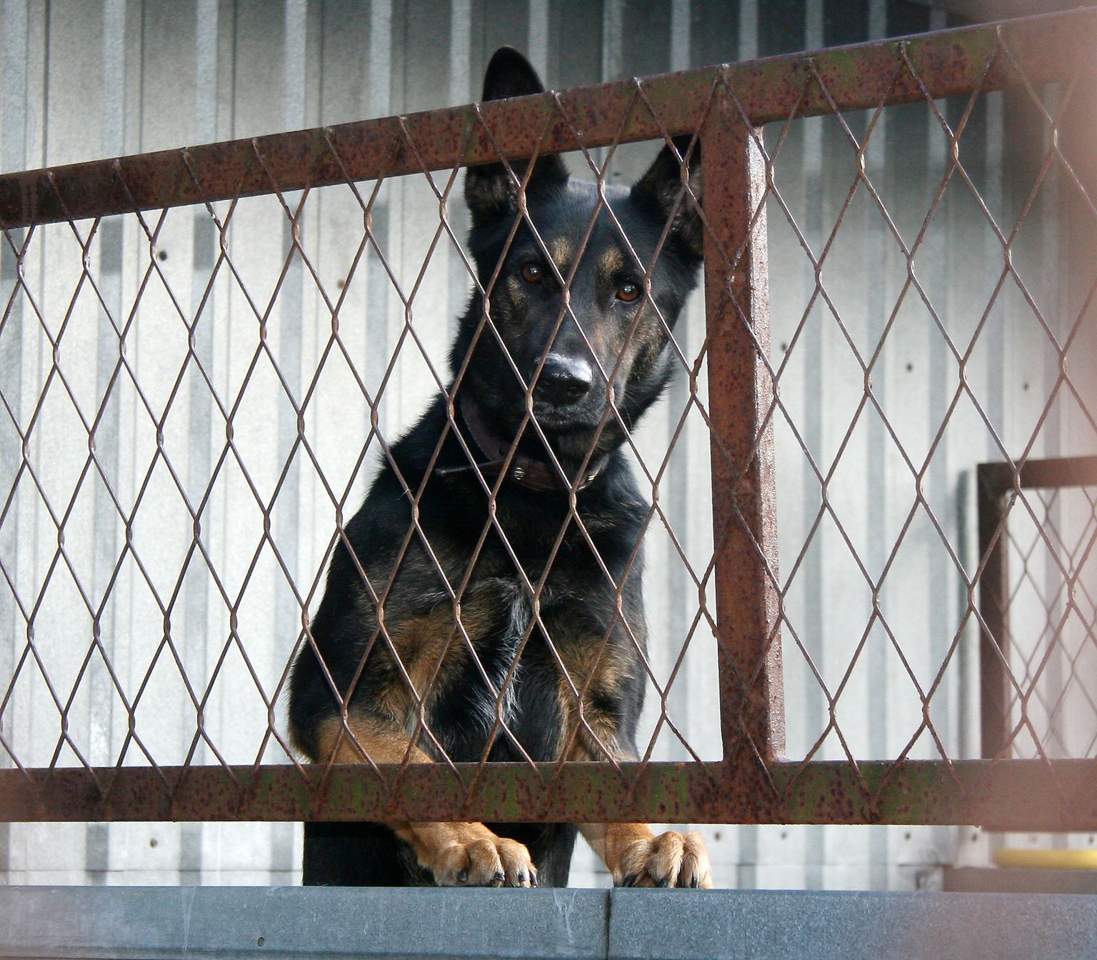 Бездомная собака в приюте в Кохтла-Ярве. Иллюстративное фото.