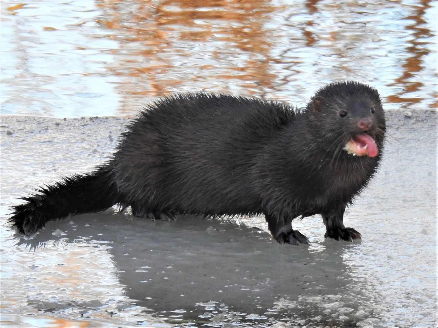 Mink