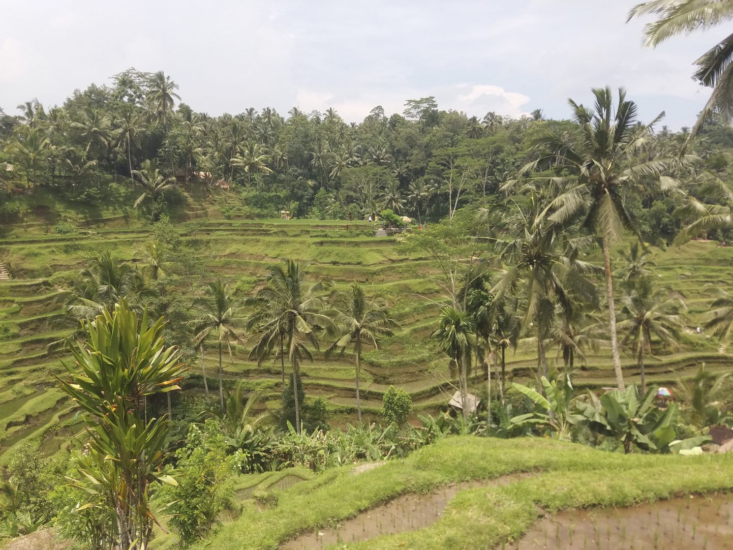 Lummavad riisiterrassid on kantud UNESCO maailmapärandi nimistusse. Balil leidub neid päris mitmes kohas. Ning loomulikult on nii riisiterrasside kui ka kõikide teiste vaatamisväärsuste juurde pääsemiseks vaja läbida paras tänavakauplejate rägastik.