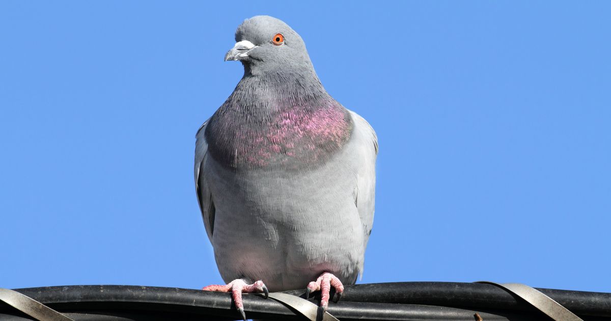 Вовсе не «крысы с крыльями»: 11 удивительных фактов о голубях