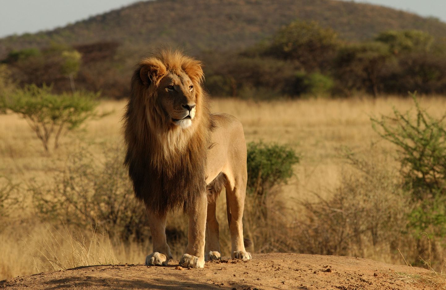 Lõvi Namiibia looduses