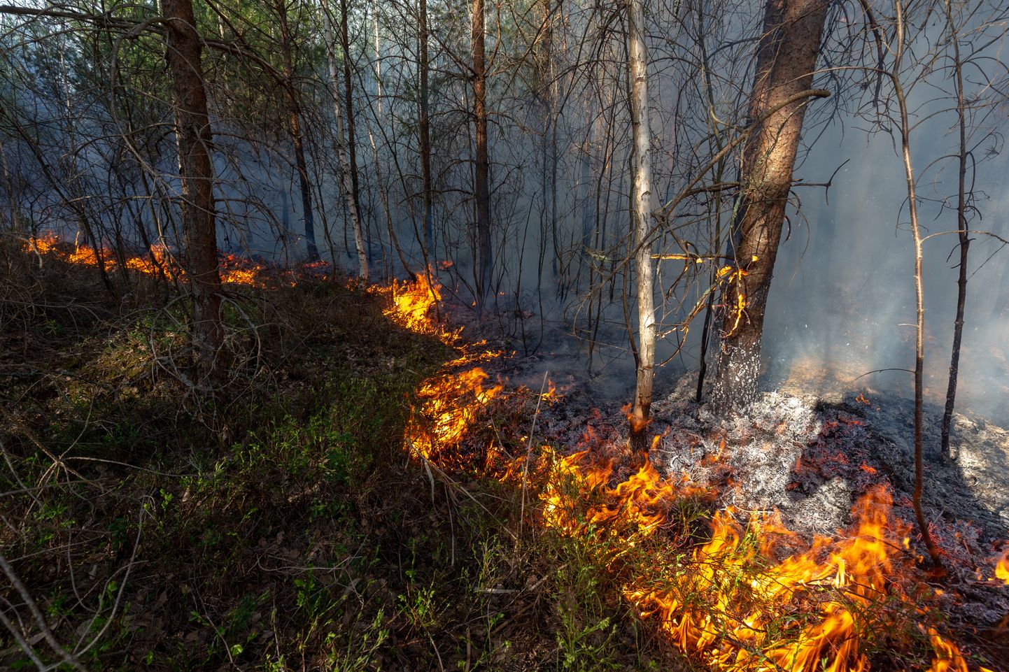 Metsatulekahjude oht on suur, kuid loodetavasti ei hakka need Rally Estoniat kimbutama.