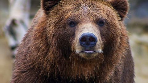 Large predators in North America actively avoid humans, studies find