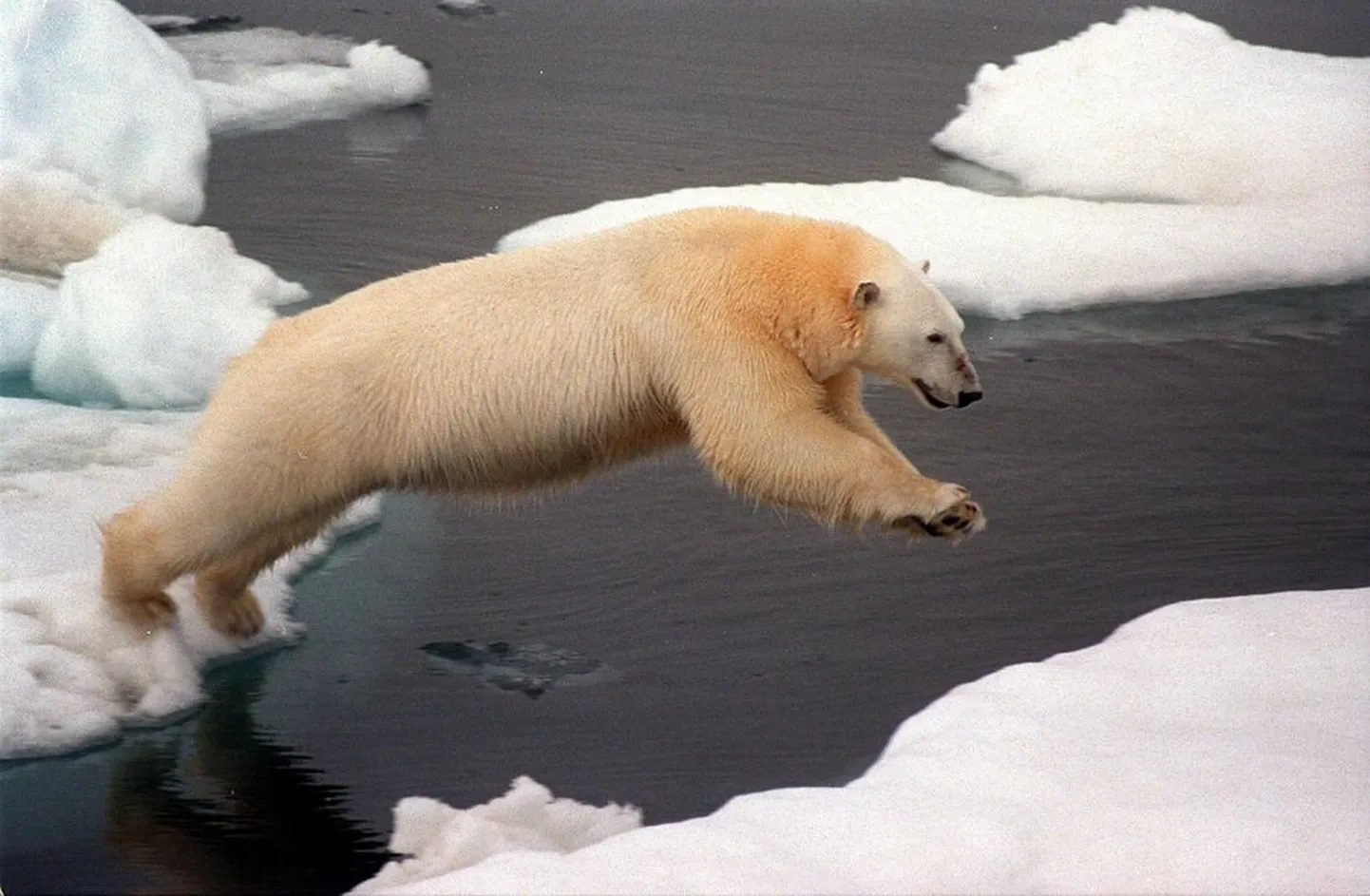 Сегодняшнее изменение климата угрожает хрупкой экосистеме арктического региона, и перспективы белых медведей, как и других видов, безрадостны. Профессор Волли Калм сегодня рассказывает об изменениях климата в прошлом в Музее истории UT.