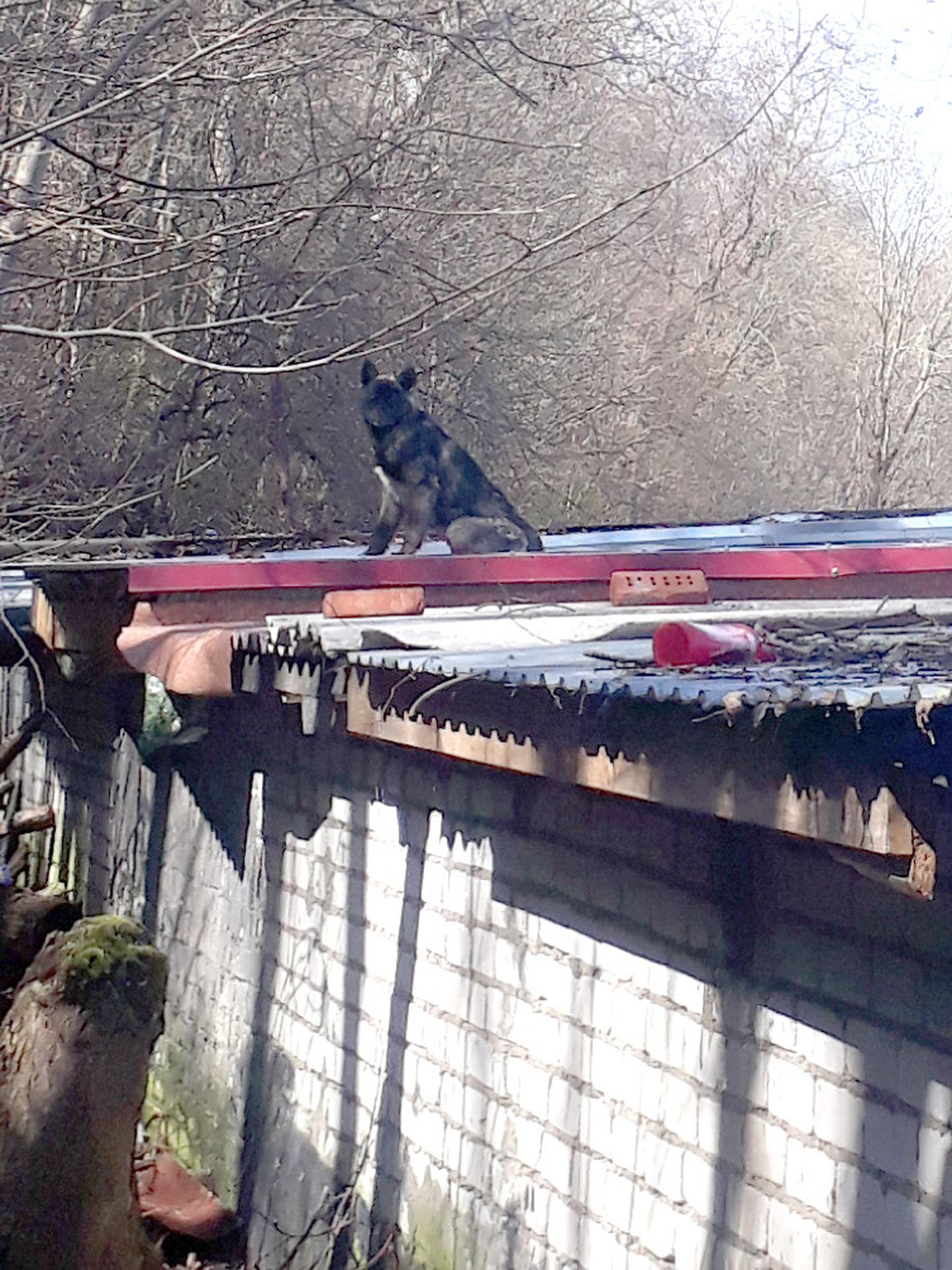 Бродячая собака на крыше гаражей.