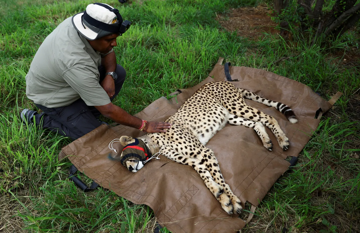 Looduskaitsja valmistab uinutatud Kagu-Aafrika gepardit ette reisiks Indiasse.