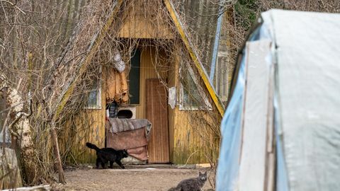 Linn ei anna Tammiste kassikoloonia likvideerimisele kiiremat käiku