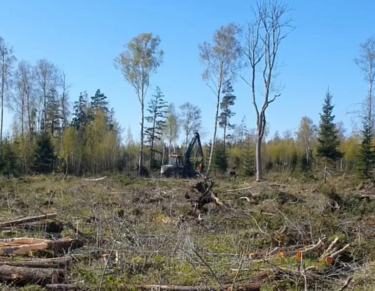 On May 11, active logging was underway on a property owned by Tornator on the Sõrve Peninsula in Saaremaa; environmental inspectors halted the work.
