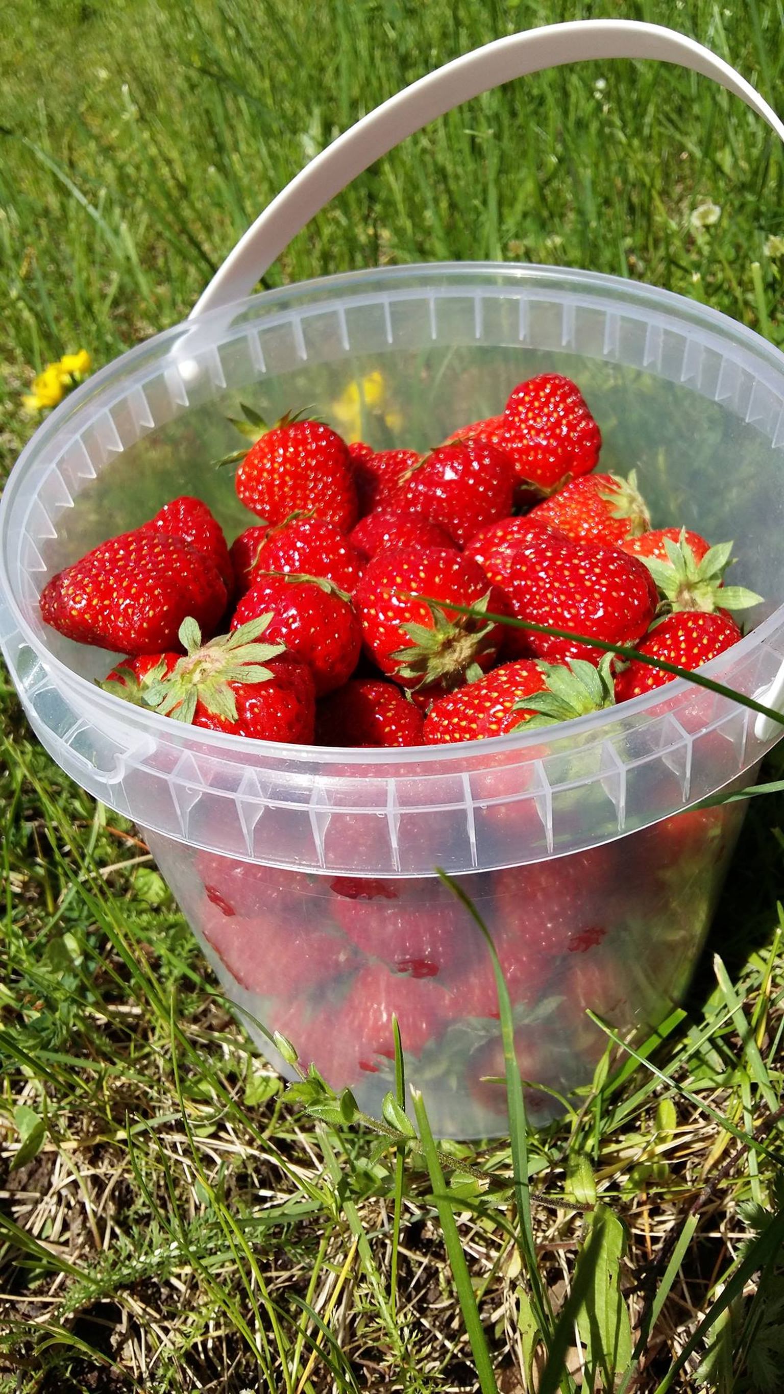 Setomaa maasikad