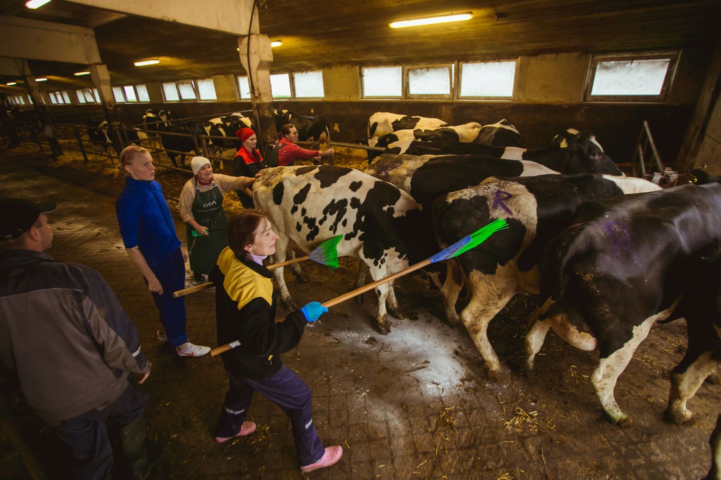 Foto on illustratiivne, Väätsa Agro lehmade kolimine uude suurfarmi.