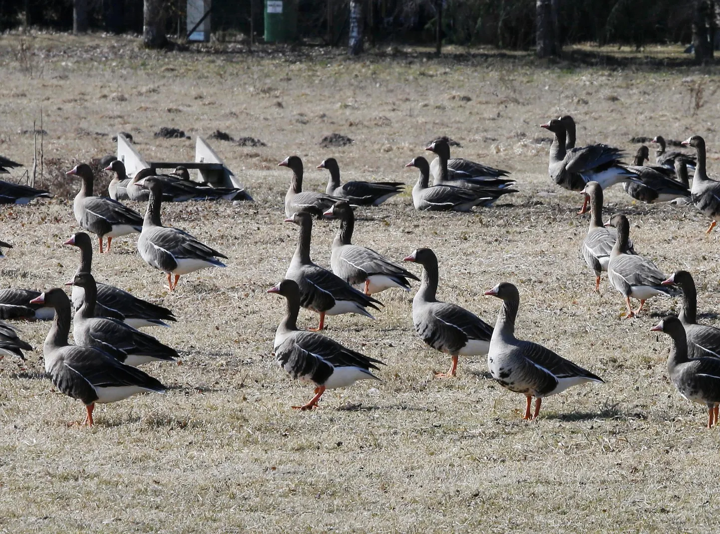 Ivar Ojaste sõnul võiks olla lahendus nn turvaalade loomises lindude ööbimispaikade ja toitumispõldude vahele.